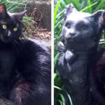 Cat Falls In Love With Statue That Looks Just Like Him!